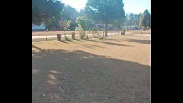 PitBull Play