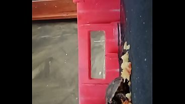 Tartaruga comendo maçã