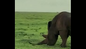 Rhino