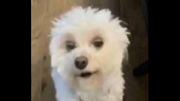 Cachorro