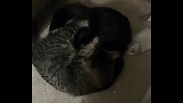 Verification video