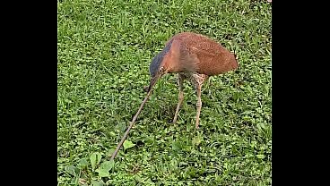 Night heron