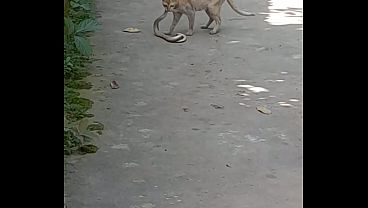 Bd