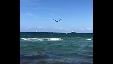 BIRDS FLYING ABOVE THE OCEAN