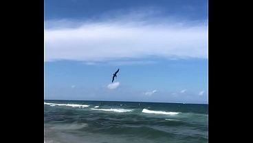 PELICAN DIVING INTO OCEAN