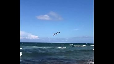 PELICAN DIVING INTO OCEAN