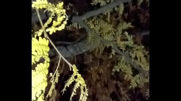 I'm a jolly good fellow while smiling with yellow trees and anal ending