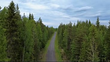 Skogen
