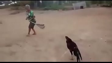 Velha vs Galo ao som de Numb Linkin Park
