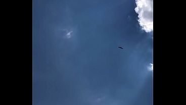 FLYING HIGH