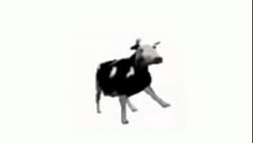 VACA POLONESA