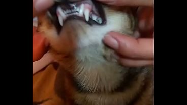 Gatos riendo xd